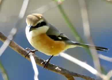 鳥類図鑑・モズ